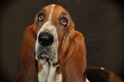 狗 种族 Bassett 家畜 动物 棕色的 细心 哺乳动物