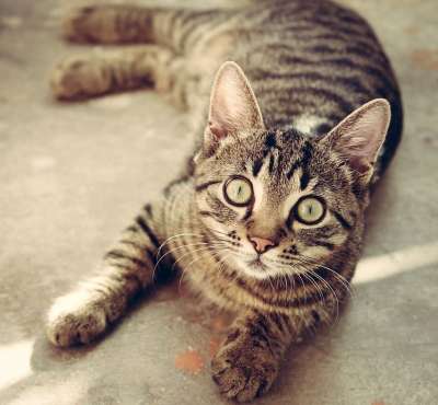 猫 虎斑猫 惊讶 猫的眼睛 灰色的虎斑猫 灰猫 猫科动物 宠物