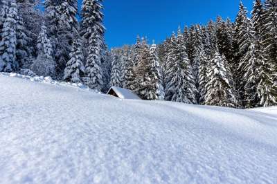 山 树木 森林 雪 冰 冻结 霜 寒冷的 仙境 十二月 冬天