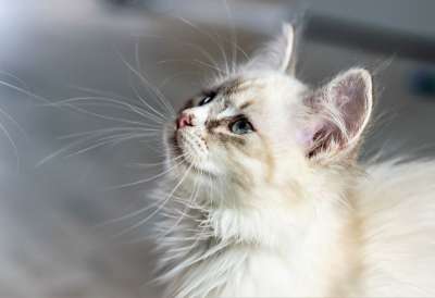 猫 家猫 年轻的猫 小猫 动物 猫 猫 猫 猫 猫
