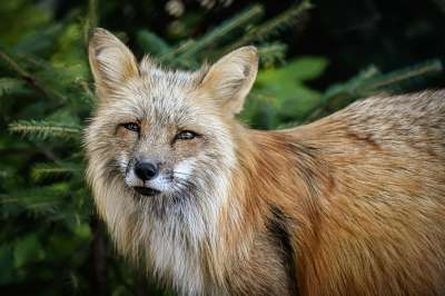 狐狸 野生动物 动物肖像 自然 生物 野生公园 狐狸 生物 生物