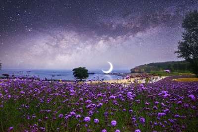 大连 心悦岛 浪漫 黄昏 紫色 花海 海 星空 夏天 月亮