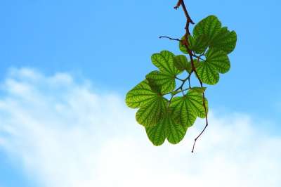 树叶 枝杈 树 绿化 叶子 植物 植物群 自然 特写 树叶