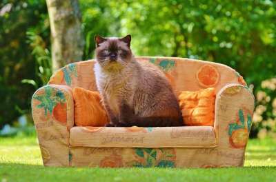 沙发 长椅 猫 英国短毛猫 纯种 毛皮 棕色的 浅褐色的 蓝眼睛