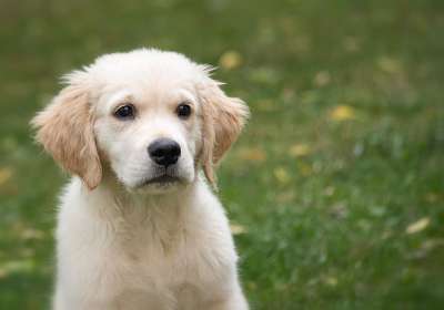 金毛猎犬 小狗 草 狗 草地 动物 宠物 哺乳动物 动物世界