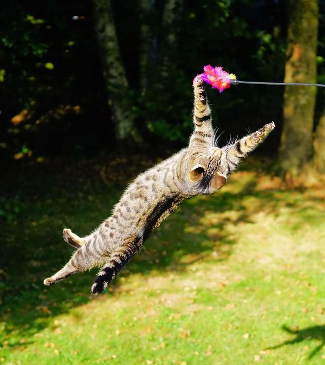 猫 飞猫 玩 飞跃 狩猎本能 乐趣 游戏 运动的 轻易取胜