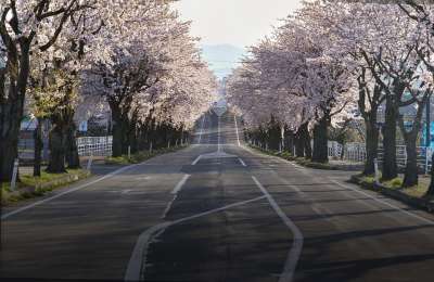 樱花 路 日本 旅行 景观 春天 樱花 樱花 樱花 樱花