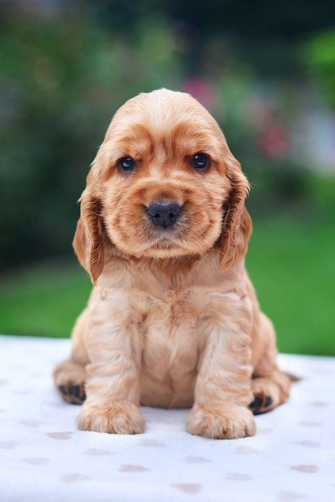 Coker 西班牙猎犬 英语 小狗 可卡猎犬 哺乳动物 动物 黄金