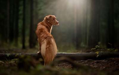 新斯科舍鸭收费猎犬 狗 森林 宠物 动物 家犬 犬类 哺乳动物