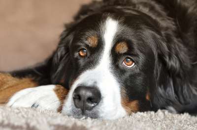 狗 母狗 伯恩山犬 眼睛 动物 家畜 纯种狗 可爱的 保护器