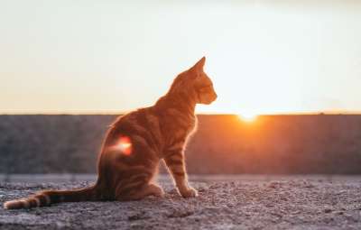 猫 日落 太阳 宠物 猫 猫 猫 猫 猫 太阳