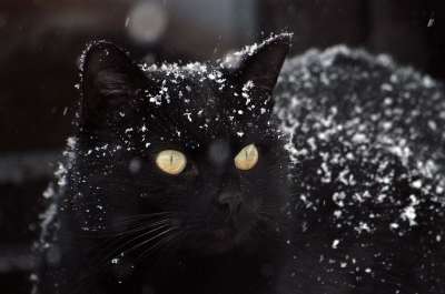 猫 黑猫 雪 黑猫 黑猫 黑猫 黑猫 黑猫