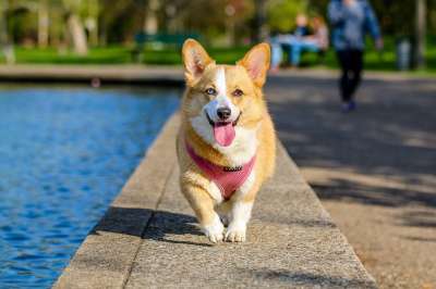 动物 狗 宠物 公园 柯基犬
