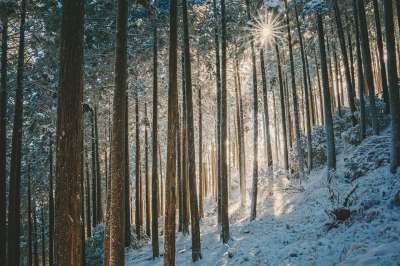 景观 冬季 森林 雪 种植园 太阳 日本 冬季 冬季 森林