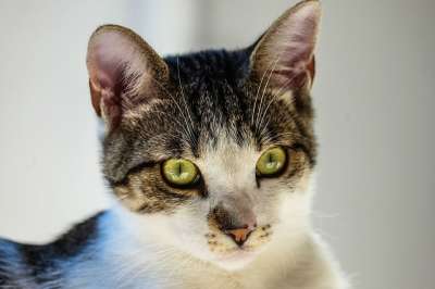 猫 特写 动物 猫科动物 宠物 虎斑猫 基蒂 猫的眼睛 灰色虎斑