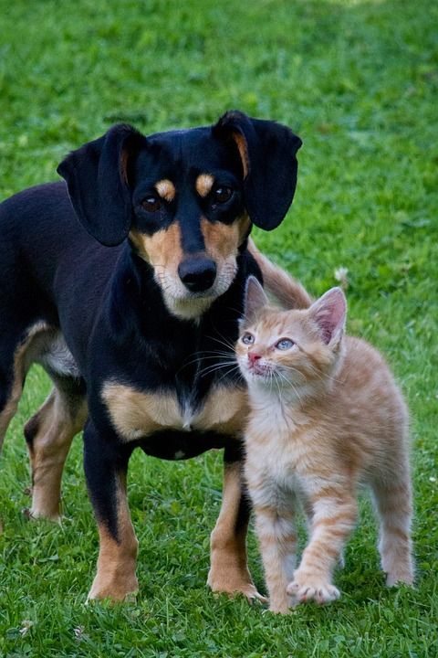 猫 狗 动物 宠物 花园 朋友们 迷人的 关系 小猫 小狗