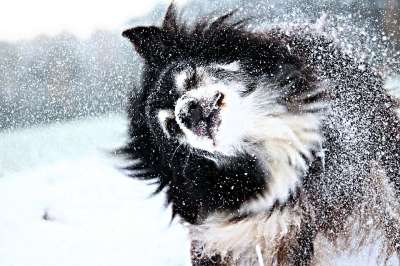 雪 狗 边境 雪花 冬天 雪地里的狗 牧羊犬 边境牧羊犬 纯种狗
