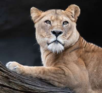 狮子 母狮 大猫 肖像 自然 动物 猫 捕食者 野生动物 女性