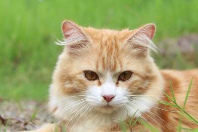 猫 猫科动物 基蒂 小猫 国内的猫 宠物 虎斑猫 哺乳动物