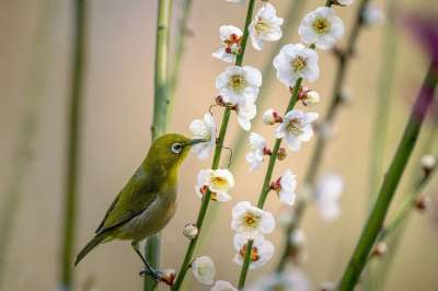 鸟 白眼 日本带状线虫 梅花 吸蜜 花粉 早春 日本 梅花