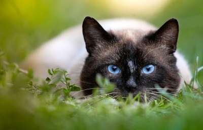 猫 打猎 暹罗猫 眼睛 特写 性质 暹罗猫 暹罗猫 暹罗猫