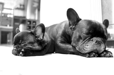 狗 斗牛犬 法国斗牛犬 睡觉 小狗 动物 可爱 吉祥物 哺乳动物