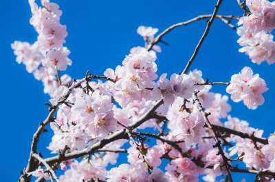 樱花 花朵 树 观赏樱桃 花枝 枝杈 开花 盛开 粉色的 闻