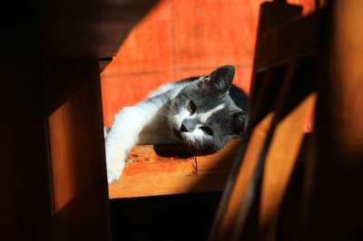 猫 宠物 动物 国内的猫 猫科动物 哺乳动物 可爱的 肖像