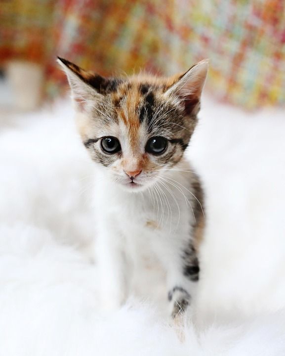 猫 宠物 小猫 猫科动物 动物 毛皮 基蒂 国内的 国内的猫
