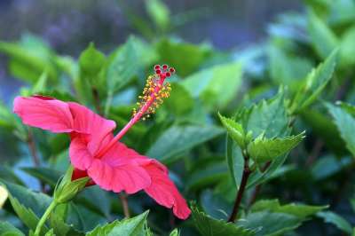 扶桑 紅色 花草 花蕊 長條 大朵 盛開 綠葉 嬌嫩 植物