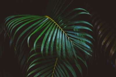 叶子 绿色 树叶 自然 植物 蕨类 绿色的树叶 叶子 绿色