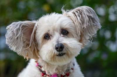 狗 宠物 国内的 犬类 衣领 动物 表情 狗 狗 狗 狗
