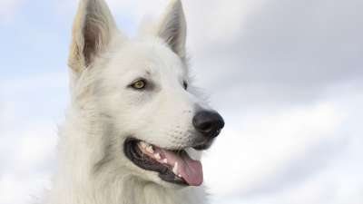 狗 白色的牧羊人 犬类 宠物 国内的 动物 动物群