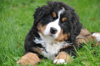 伯恩山犬 狗 大狗 动物 绿色 自然 家庭