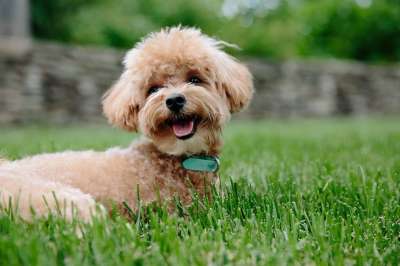 小狗 狗 宠物 动物 贵宾犬 棕色 犬类 绿色的动物 绿色的宠物