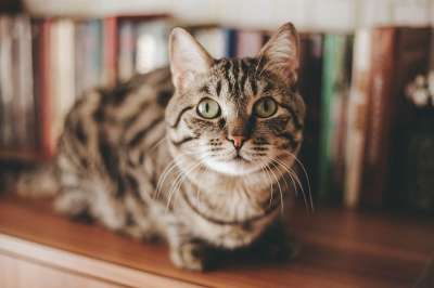 猫 宠物 猫科动物 动物 毛皮 基蒂 国内的 国内的猫 猫画像