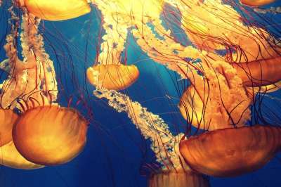 动物 海蜇 深海 海洋生命 自然 海洋 海 海生物 触手 水下