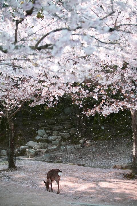鹿 日本 宫岛 樱花 自然 动物 公园 树木 花朵 春天