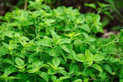 牛至 树叶 草药 叶子 新鲜的 新鲜的香草 绿化 绿色的树叶