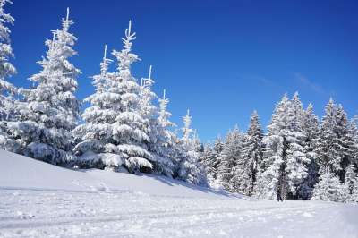 滑雪 树木 雪 原野 雪原 雪林 森林 林地 针叶树 针叶