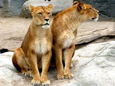 母狮 狮子女性 狮子 大猫 野猫 捕食者 哺乳动物 生物 一起