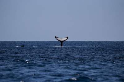 鲸 座头鲸 海洋 哺乳动物 海 动物 水 观看 野生动物 生活