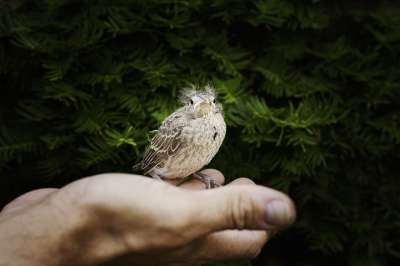 鸟 红衣主教 动物 雏 雀形目鸟类 小鸟 禽类 野生动物 手