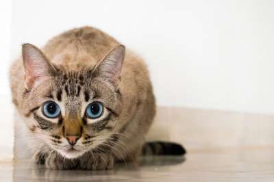 猫 动物 小猫 可爱的 地面 眼睛 棕色猫 棕色的眼睛 猫 猫