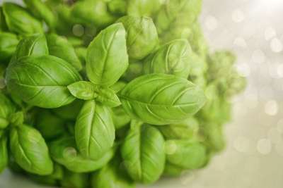 罗勒 绿色 草本植物 食物 新鲜的 绿色食品 罗勒 罗勒 罗勒