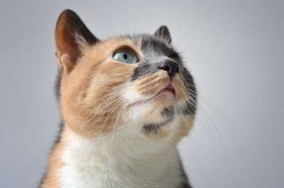 猫 宠物 印花布猫 猫科动物 小猫 基蒂 动物 毛皮 哺乳动物