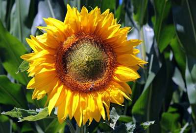 向日葵 花 黄花 花园 花瓣 黄色花瓣 盛开 开花 植物群