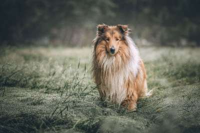 粗糙牧羊犬 狗 草地 原野 草 草原 公园 毛茸茸 毛茸茸的
