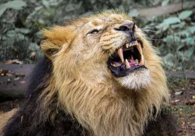 狮子 捕食者 大猫 怒吼 动物园 纽伦堡 关闭 猫 牙齿