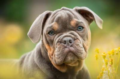 小狗 斗牛犬 狗 宠物 犬类 动物 毛皮 鼻子 哺乳动物